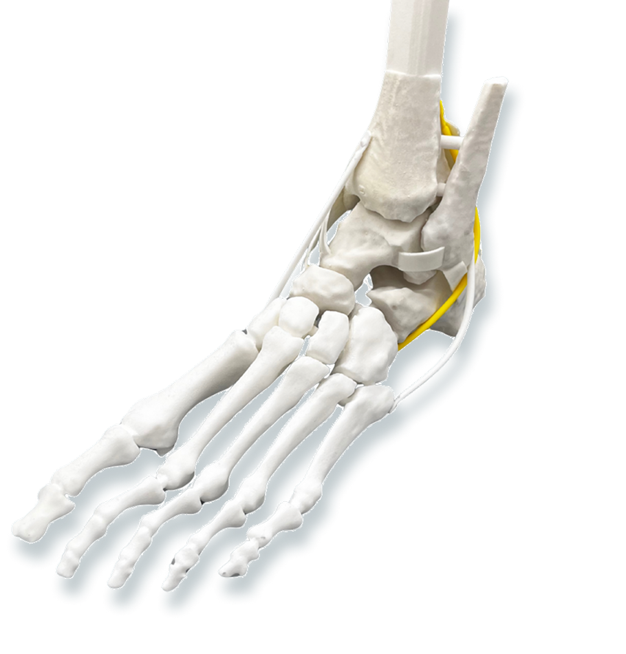Soft tissue